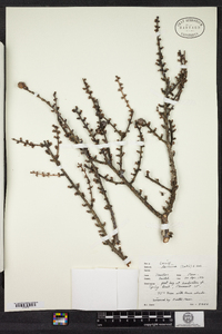 Larix laricina image