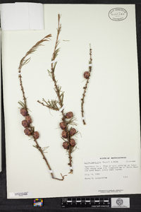 Larix laricina image