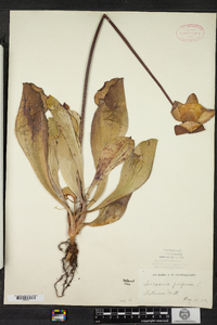 Sarracenia purpurea image