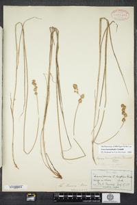 Carex hormathodes image