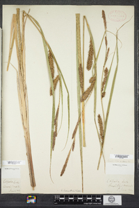 Carex lacustris image