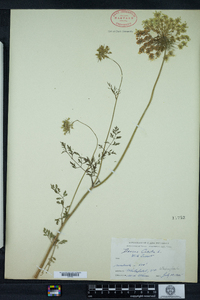 Daucus carota image