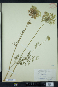 Daucus carota image