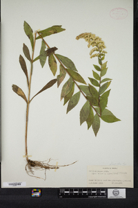 Solidago rugosa image