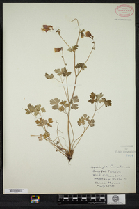 Aquilegia canadensis image