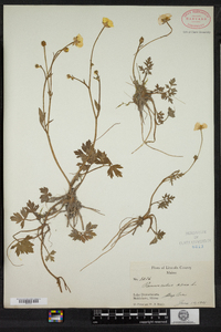 Ranunculus acris image