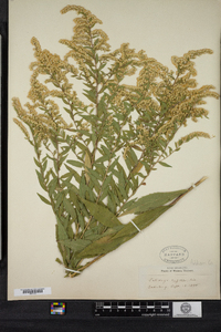 Solidago rugosa image