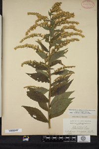 Solidago rugosa image