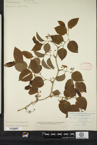 Smilax rotundifolia image