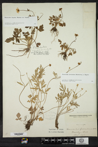 Ranunculus fascicularis image