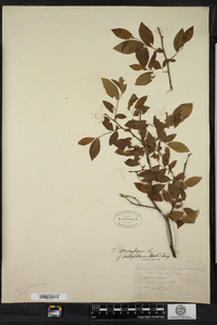 Vaccinium corymbosum image