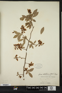 Vaccinium corymbosum image