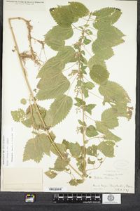 Urtica dioica image