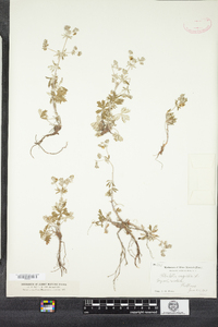 Potentilla argentea image