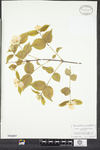 Rhodotypos scandens image