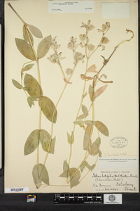 Silene vulgaris image