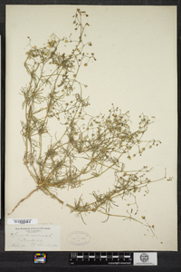 Spergula arvensis image