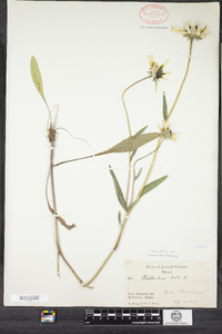 Rudbeckia hirta image