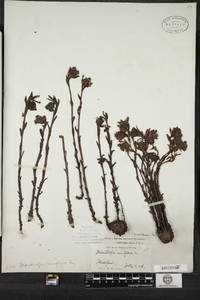 Monotropa uniflora image