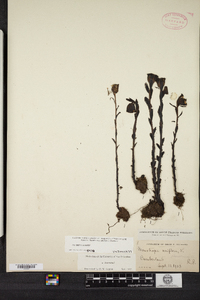 Monotropa uniflora image