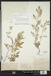 Cardamine pensylvanica image