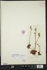 Pyrola chlorantha image