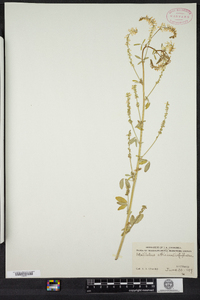 Melilotus officinalis image