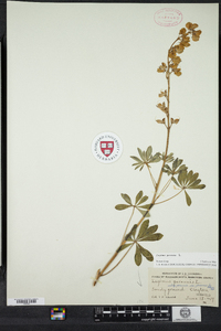 Lupinus perennis image