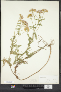 Achillea millefolium image