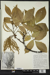 Carya ovata image