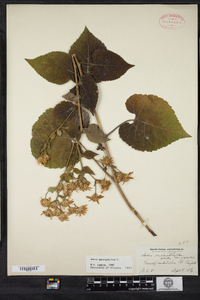 Eurybia macrophylla image