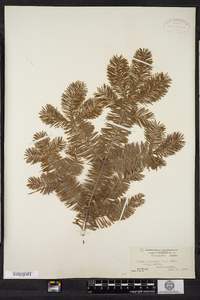 Abies balsamea image