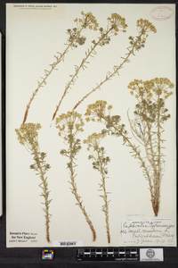 Euphorbia cyparissias image