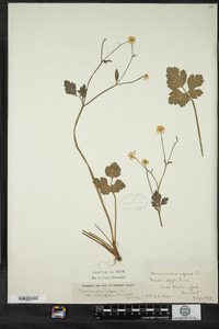 Ranunculus repens image