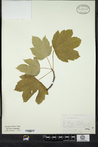 Acer pseudoplatanus image