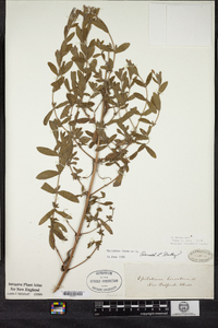 Epilobium hirsutum image