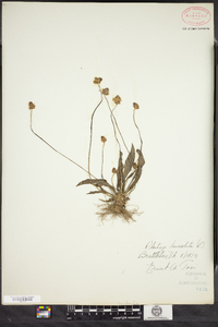 Plantago lanceolata image