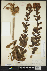 Hylotelephium telephium ssp. telephium image