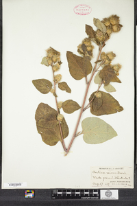 Arctium minus image