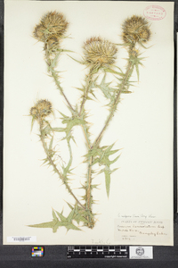 Cirsium vulgare image