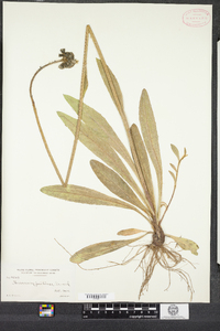 Hieracium caespitosum image