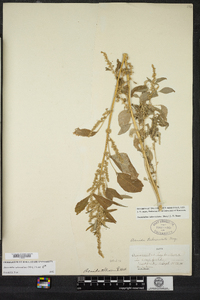 Amaranthus tuberculatus image