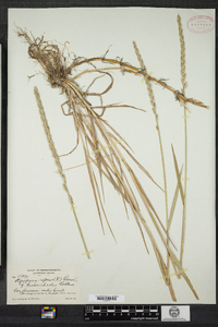 Elymus repens image