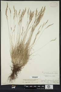 Festuca filiformis image