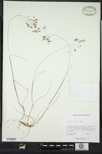 Deschampsia cespitosa image