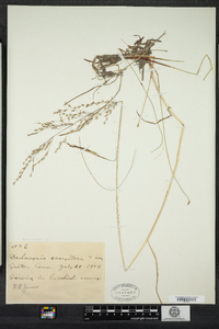 Deschampsia cespitosa image