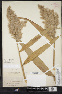 Phragmites australis image