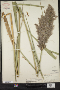 Phragmites australis image