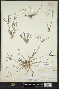 Digitaria sanguinalis image