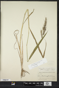 Echinochloa crus-galli image